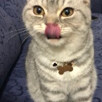 Scottish Fold, Kedi  Pablo Escobar fotoğrafı