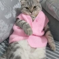 Scottish Fold, Kedi  Pablo Escobar fotoğrafı