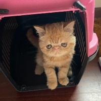 Exotic Shorthair, Kedi  Sushi fotoğrafı