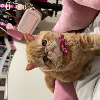 Exotic Shorthair, Kedi  Sushi fotoğrafı