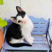 Tuxedo (Smokin) Kedi, Kedi  Panda fotoğrafı