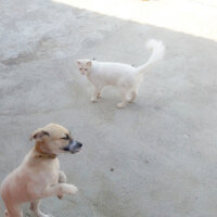 Ankara Kedisi, Kedi  Minnoş fotoğrafı