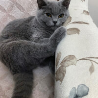 British Shorthair, Kedi  Venüs fotoğrafı