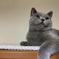 British Shorthair, Kedi  Venüs fotoğrafı