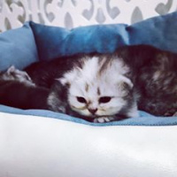 Chinchilla, Kedi  maya fotoğrafı