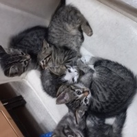 Tekir Kedi, Kedi  Minnoşum fotoğrafı