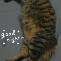 Tekir Kedi, Kedi  Minnoşlarım fotoğrafı