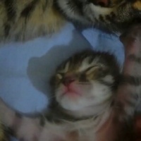 Tekir Kedi, Kedi  Minnoşlarım fotoğrafı