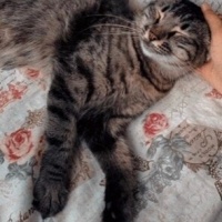 Tekir Kedi, Kedi  Minnoşlarım fotoğrafı