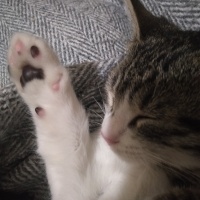 Tekir Kedi, Kedi  pati fotoğrafı