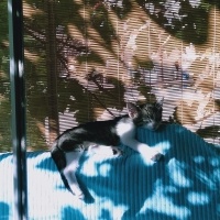 Tekir Kedi, Kedi  pati fotoğrafı