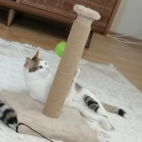 Tekir Kedi, Kedi  Pamuk fotoğrafı