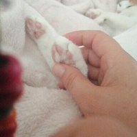 Tekir Kedi, Kedi  Pamuk fotoğrafı
