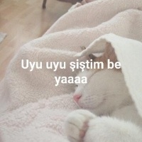 Tekir Kedi, Kedi  Pamuk fotoğrafı