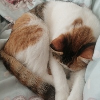 Tekir Kedi, Kedi  Pamuk fotoğrafı