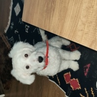 Maltese, Köpek  Yujin fotoğrafı