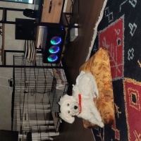 Maltese, Köpek  Yujin fotoğrafı