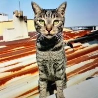 Tekir Kedi, Kedi  Tekir fotoğrafı
