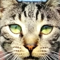 Tekir Kedi, Kedi  Tekir fotoğrafı