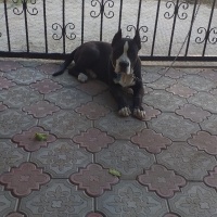 Amerikan Pitbull Terrier, Köpek  Tony fotoğrafı