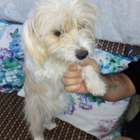 Avustralya Terrier, Köpek  Prenses fotoğrafı