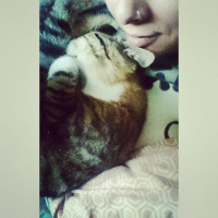 Tekir Kedi, Kedi  Kıtır fotoğrafı