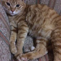 Soke, Kedi  Bızdık fotoğrafı