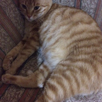 Soke, Kedi  Bızdık fotoğrafı
