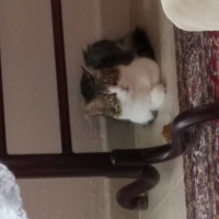 Tekir Kedi, Kedi  Şeker fotoğrafı