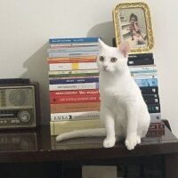 Ankara Kedisi, Kedi  SÜTLAÇ EFE fotoğrafı