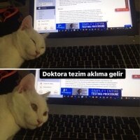 Ankara Kedisi, Kedi  SÜTLAÇ EFE fotoğrafı