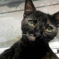 Soke, Kedi  Fiona fotoğrafı