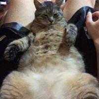 Tekir Kedi, Kedi  Esma oğlan ;) fotoğrafı