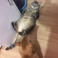 Tekir Kedi, Kedi  Esma oğlan ;) fotoğrafı