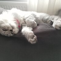 Scottish Fold, Kedi  Duman fotoğrafı