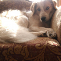 Golden Retriever, Köpek  Soytarı fotoğrafı