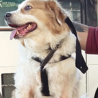 Golden Retriever, Köpek  Soytarı fotoğrafı