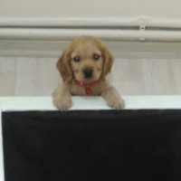 Amerikan Cocker Spaniel, Köpek  PAŞA fotoğrafı