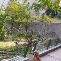 Amerikan Cocker Spaniel, Köpek  PAŞA fotoğrafı
