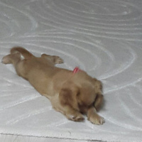 Amerikan Cocker Spaniel, Köpek  PAŞA fotoğrafı