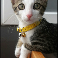 Tekir Kedi, Kedi  Paşa fotoğrafı