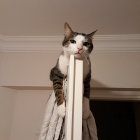 Tekir Kedi, Kedi  Paşa fotoğrafı