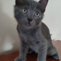 Mavi Rus, Kedi  MAVİ RUS 2,5 AYLIK EŞYALARIYLA SAHİPLENDİRİLECEK fotoğrafı