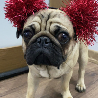 Pug, Köpek  Zeus fotoğrafı
