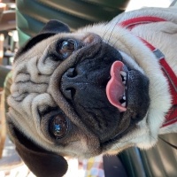 Pug, Köpek  Zeus fotoğrafı