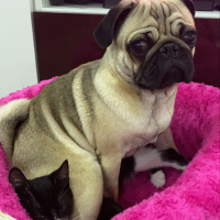Pug, Köpek  Zeus fotoğrafı