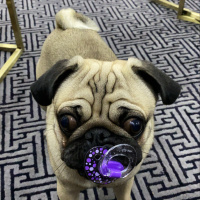 Pug, Köpek  Zeus fotoğrafı