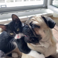 Pug, Köpek  Zeus fotoğrafı