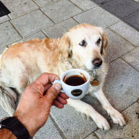 Golden Retriever, Köpek  beti fotoğrafı
