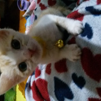 Tekir Kedi, Kedi  Moli fotoğrafı